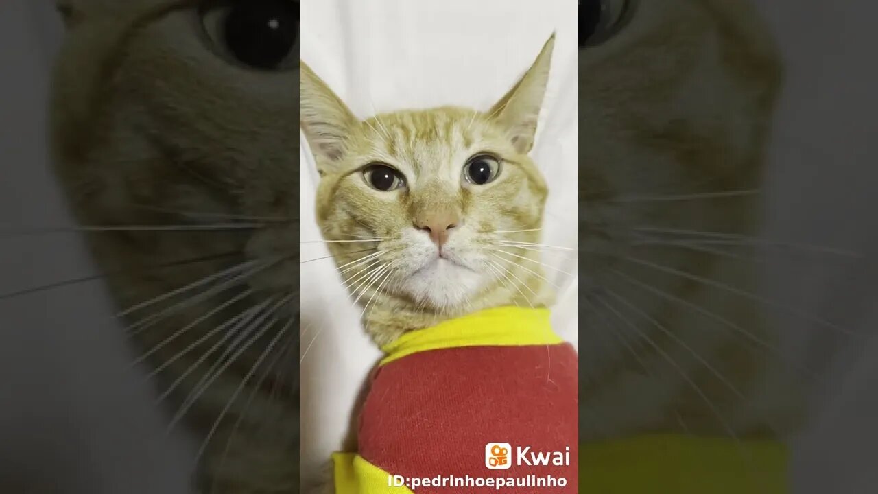 vídeos shorts do kawai #shorts