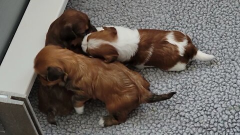 M Litter - Rowdy Reds