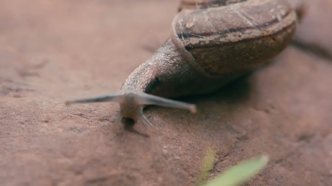 Snail Creeps Through The Board In The Garden