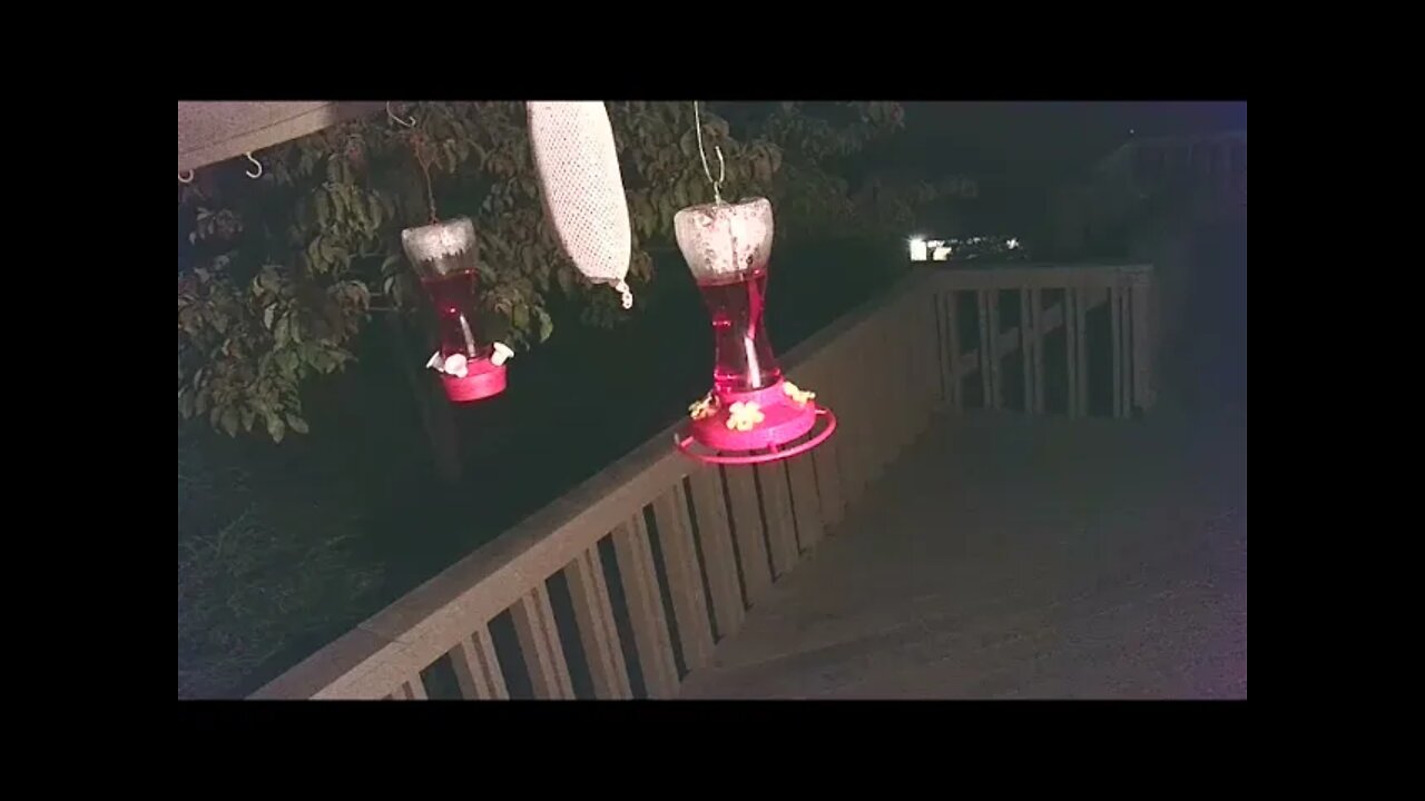 Live Bird Feeder Sept 12 2021 "Frogs All night" Asheville NC. In the mountains.