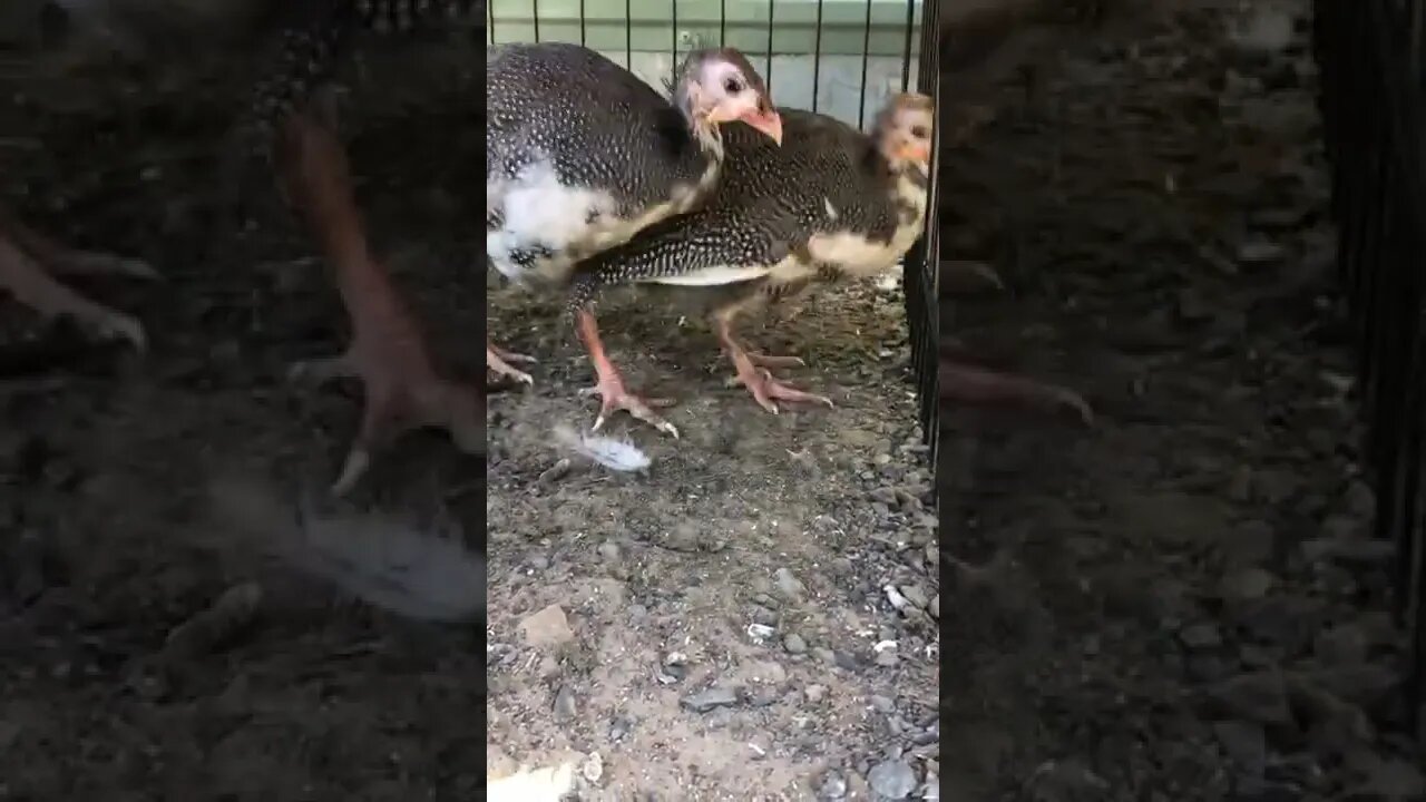 Injured guinea fowl keet in enclosure with baby for company. Not happy