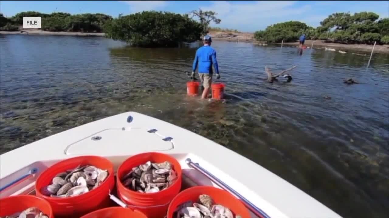 Clams and oysters could be the key to restoring local SWL ecosystems.