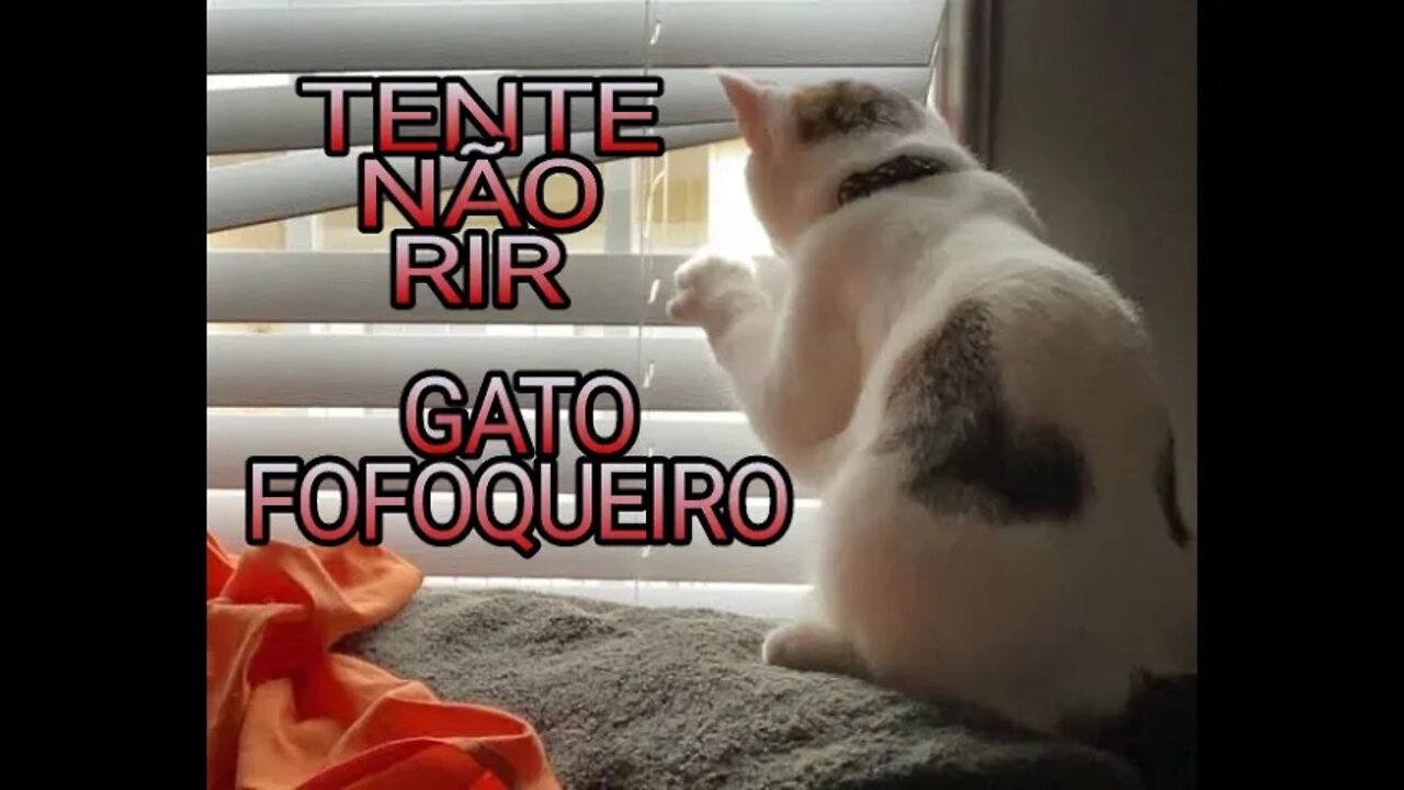 TENTE NÃO RIR - GATO FOFOQUEIRO