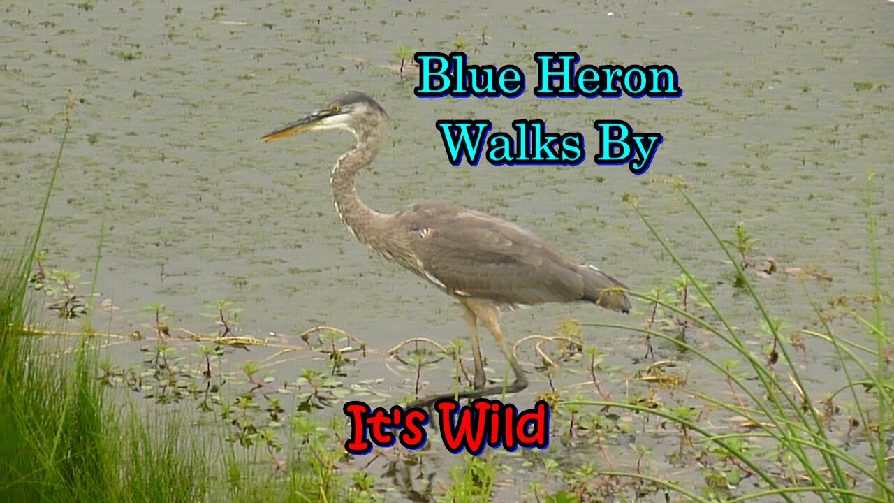 Blue Heron Walks By