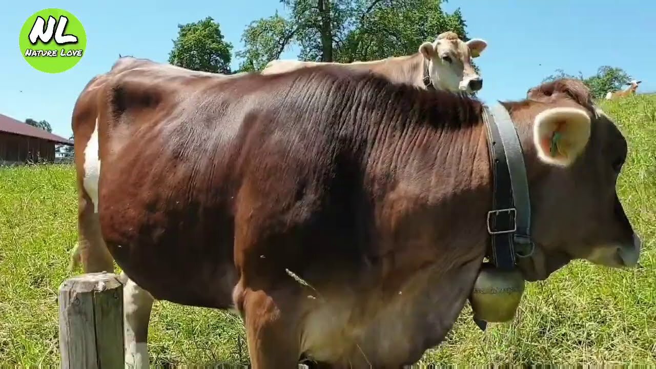 Cow - Group of Cows ll cow videos