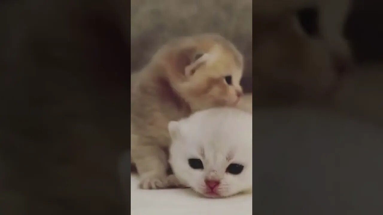 Some cute kittens to warm your heart #shorts