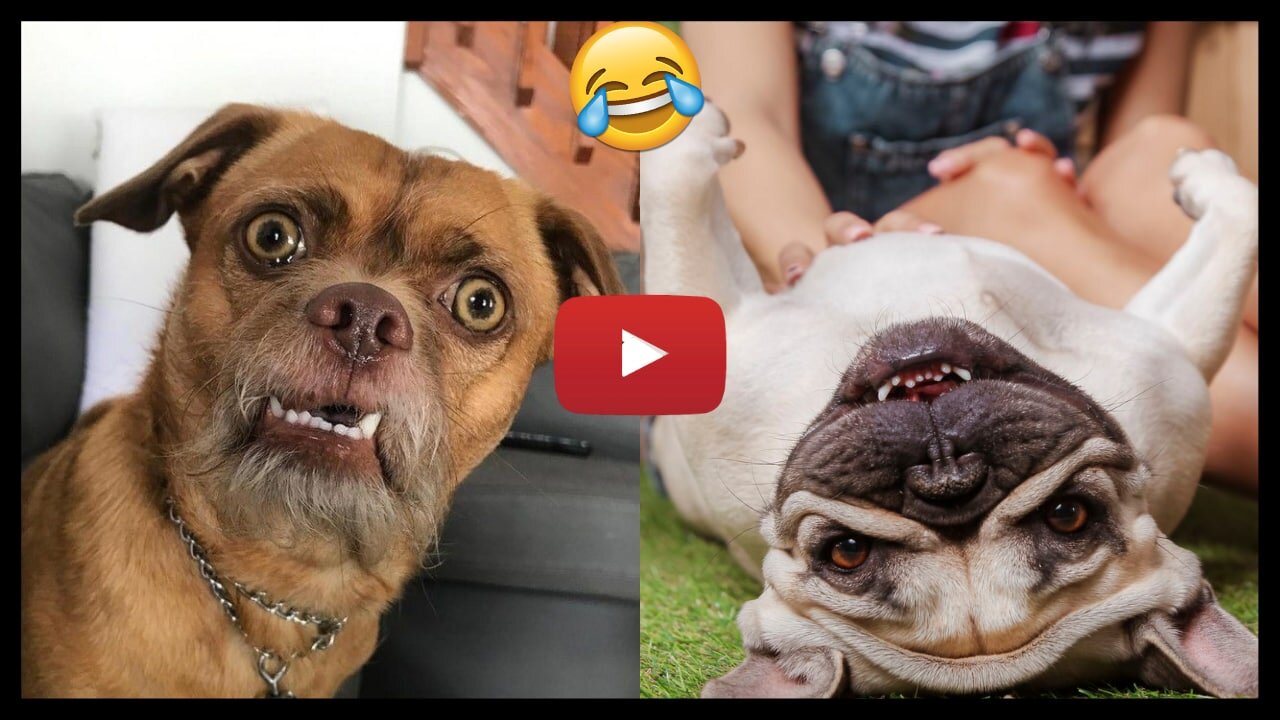 1 Hour of Funniest Animals 2023 - Funniest Cats and Dogs 😹🐶