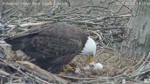 Hays Bald Eagles pip making progress 2021 03 26 14:37