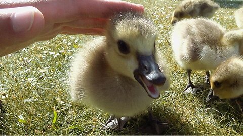 Petting Baby Gosling