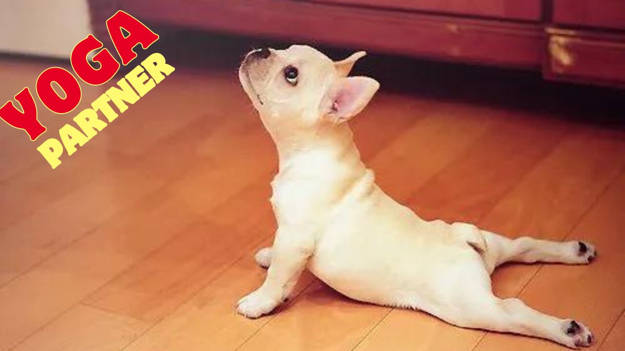 Purrfect Yoga partner..π§ββοΈπΆπΎπ Pets Class Part 133
