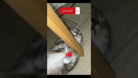 Cat Cute • Funny Vine