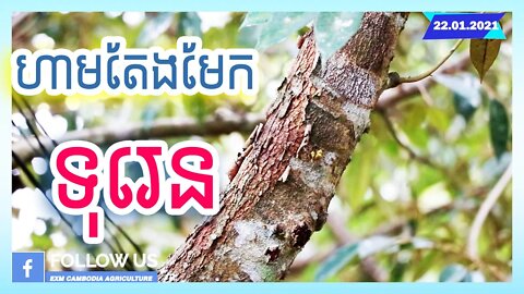 អត់តែងមែកទុរេននៅតែចេញផ្កាតាមធម្មជាតិរបស់វា!!
