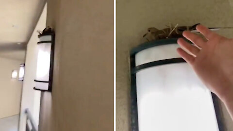 Man greets a pigeon in a building