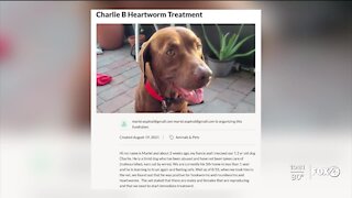 A local family looking for help to cover unexpected vet bills