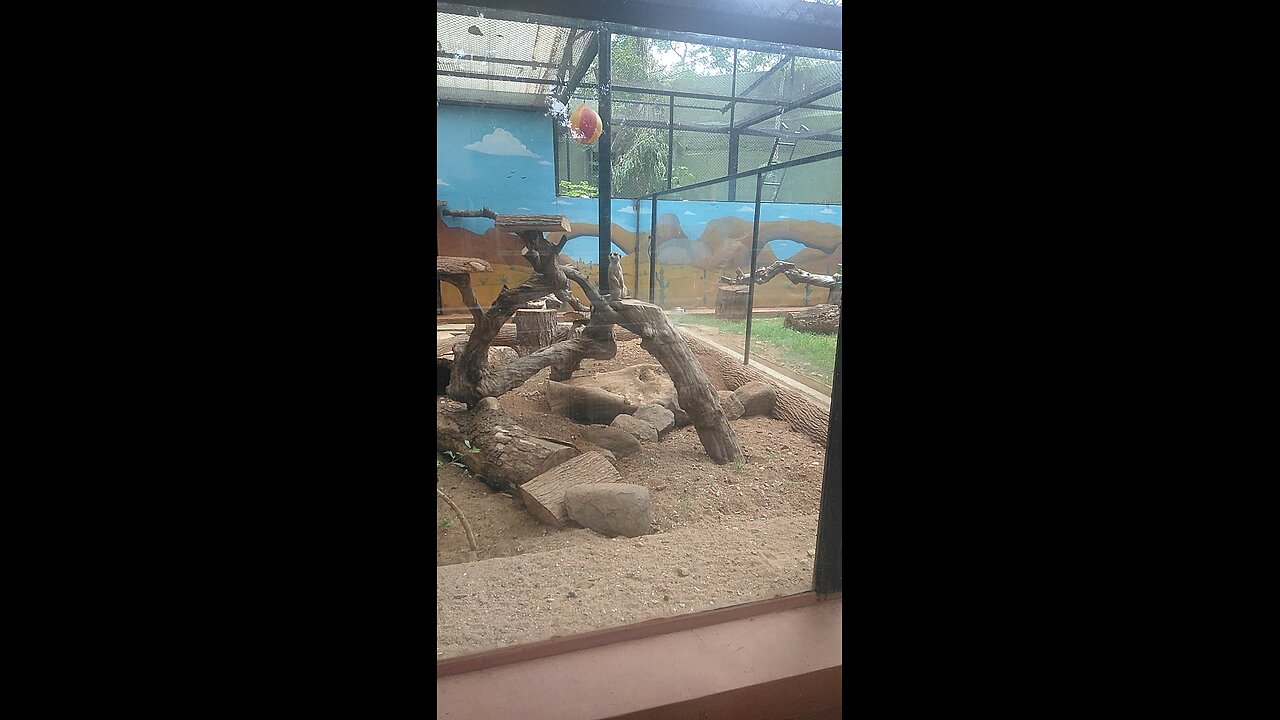 mongoose