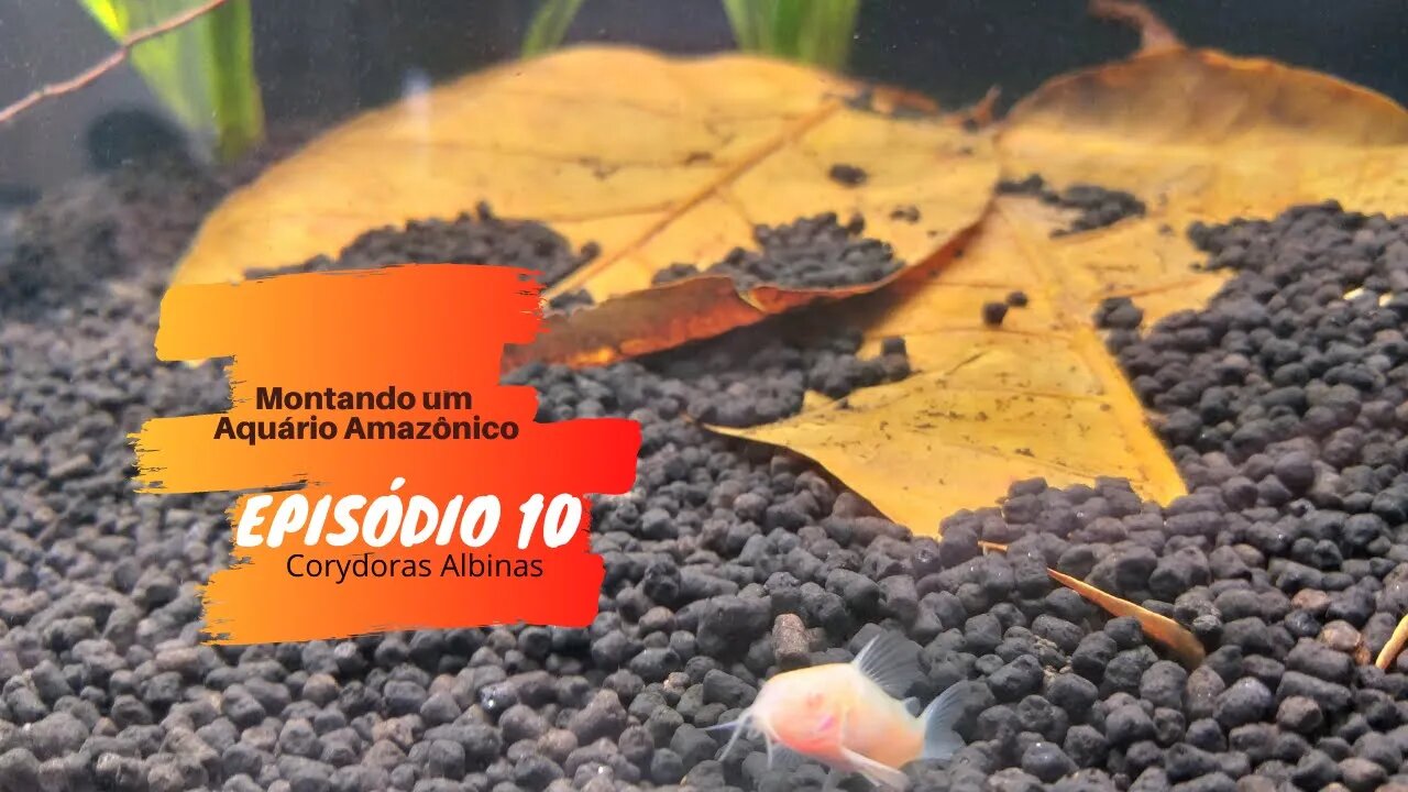 🔴 Corydoras Albinas no Aquário Amazônico