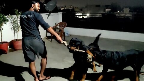 Powerful Rottweilers, Play time with Nut & Bolt || Mr.Bolt