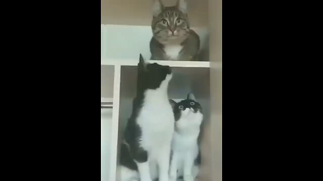 funniest cats and dogs