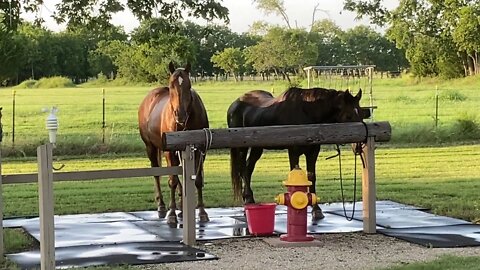 Buddy Update - Doing Better Not 100 Percent