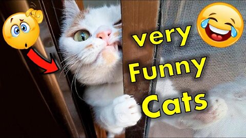 Funny And Cute Cat'S Life Cats And Owners Are The Best Friends Videos