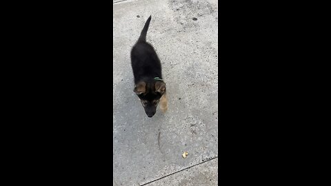 Axle going on his first walk outside