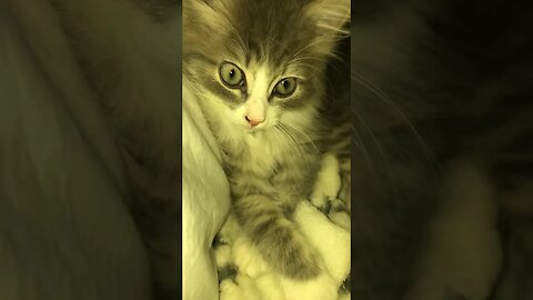 Потеряли кота #shortvideo #кот #котенок #тим #cat #shorts #short #tim #cats