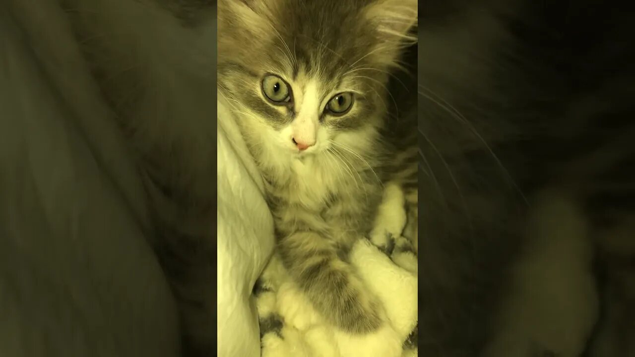Потеряли кота #shortvideo #кот #котенок #тим #cat #shorts #short #tim #cats