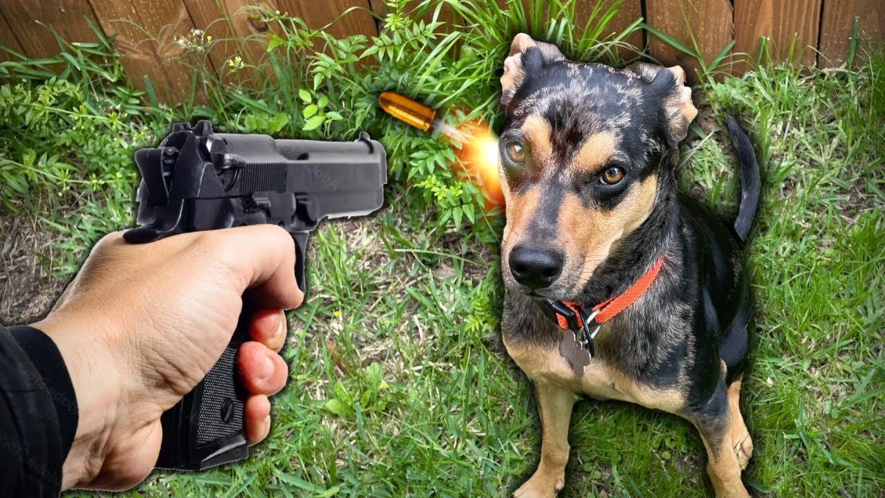 I Made My Dog BULLETPROOF!