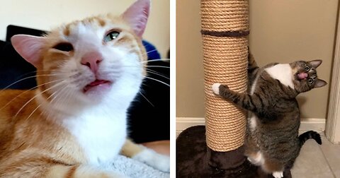 1 HOUR | TRY NOT TO LAUGH WATCHING FUNNY CATS VIDEOS