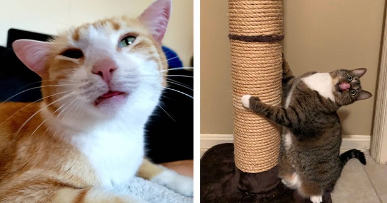 1 HOUR | TRY NOT TO LAUGH WATCHING FUNNY CATS VIDEOS