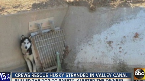 Yay! Crews rescue dog from Phoenix canal