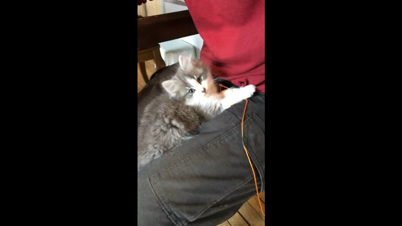 Donny Kitty Plays with String