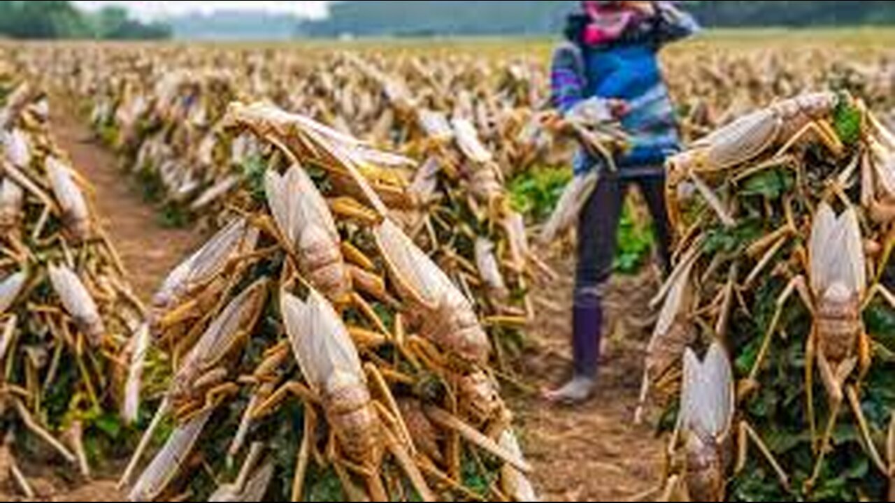 How Billions of Locusts Raise and Consume by Chinese - Locust Farming Techniques - Locust Farm