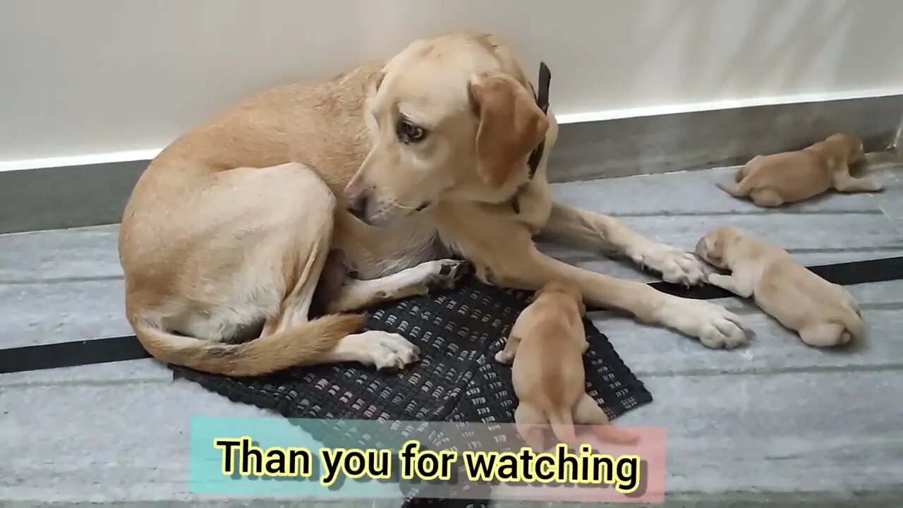 Golden Retriever taking care of her Newborn Puppies