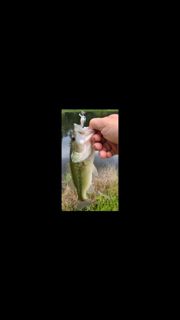 Tiny crankbait bass fishing in my pond. Caught bass, bluegill and green sunfish.
