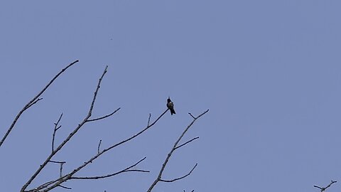 Hummingbird