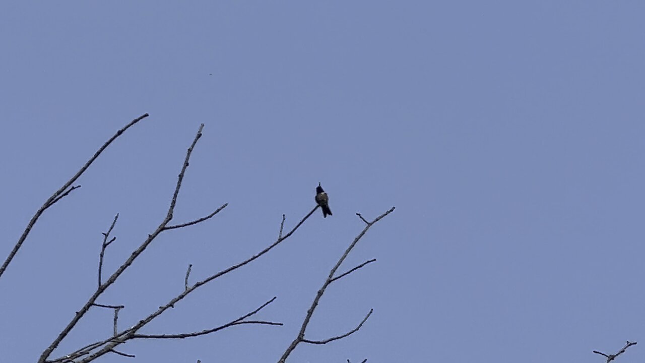 Hummingbird