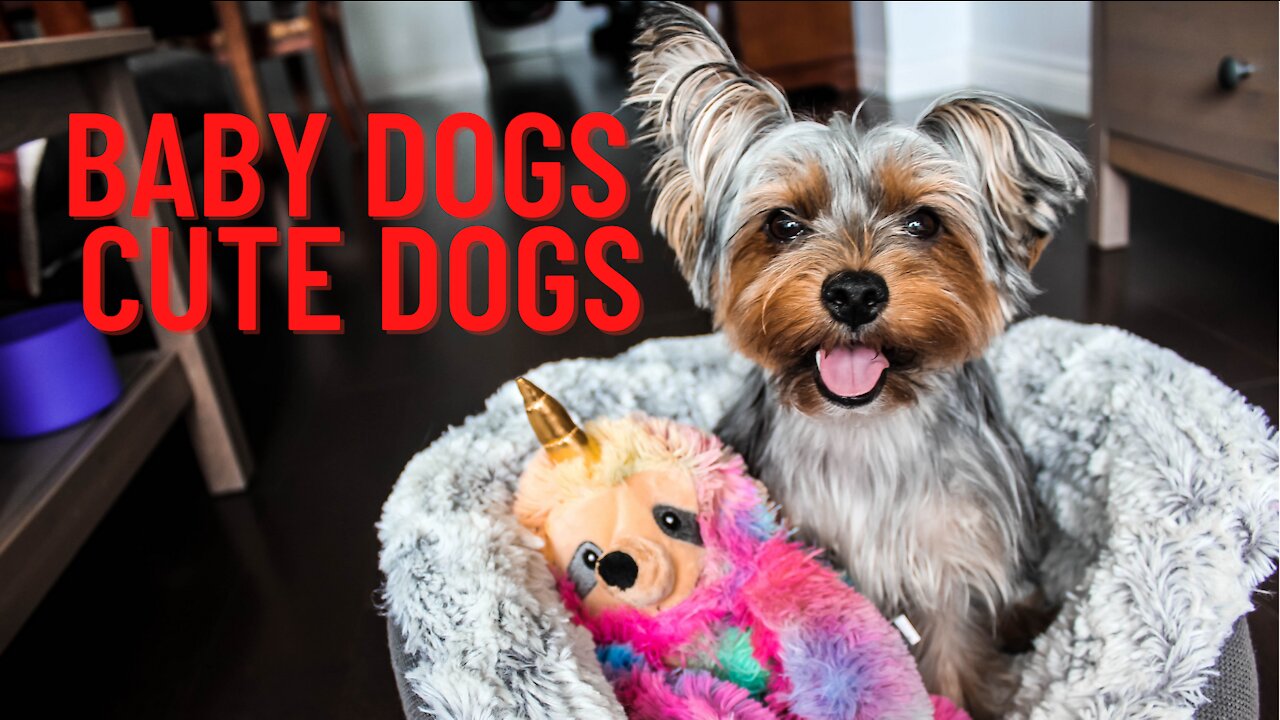 Baby Dogs - Cute Dog Videos Compilation #2021 | Aww Animals