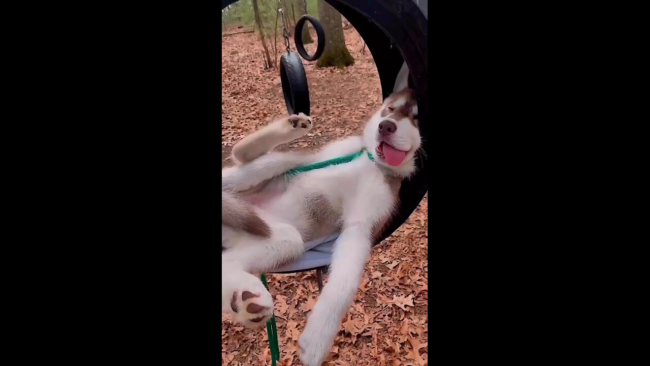 dogs funny video