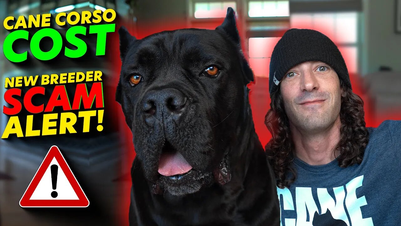 Cane Corso Cost - NEW Breeder SCAM ALERT