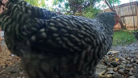 My Backyard Chickens - Episode 81