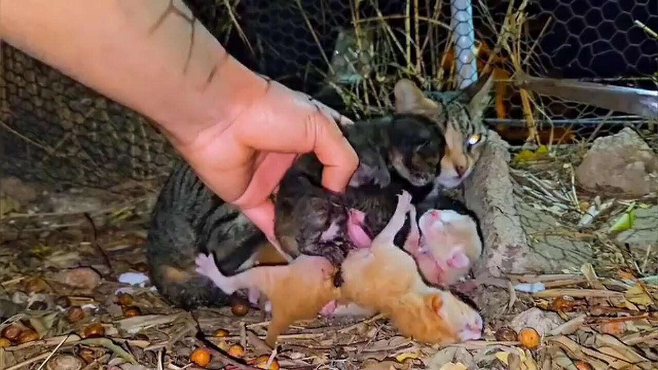 rescue newborn baby and the mother cat