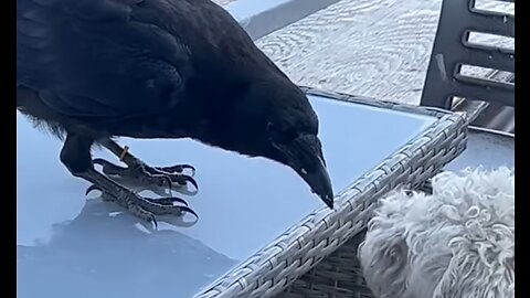 When the crow is your friend