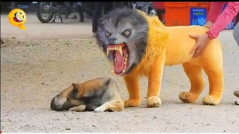Prank video of lion , tiger an dog