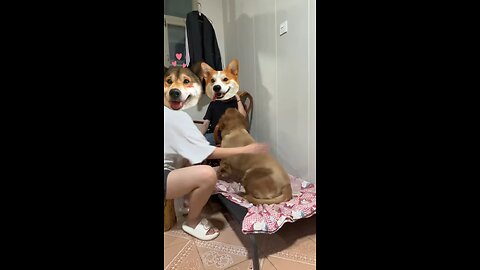 The story of three dogs