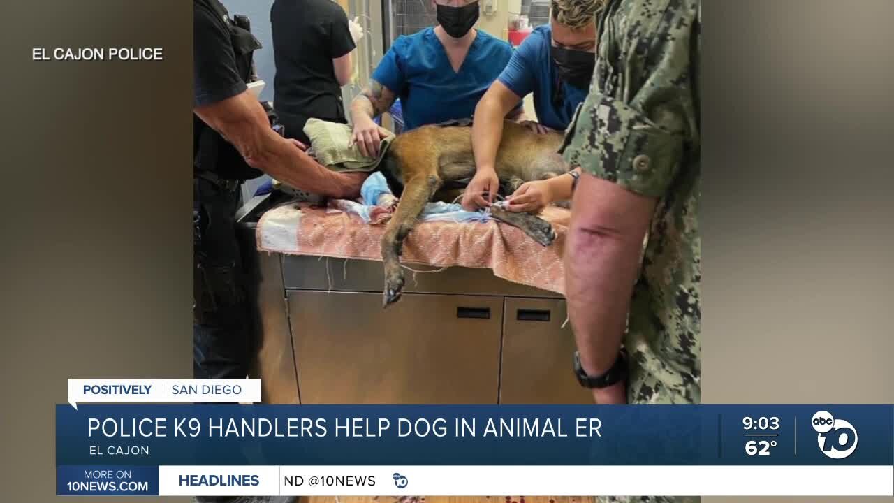 El Cajon Police K-9 handlers help dog in animal ER