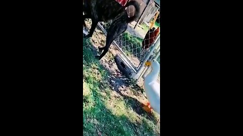 more animal shenanigans 🤪 😜