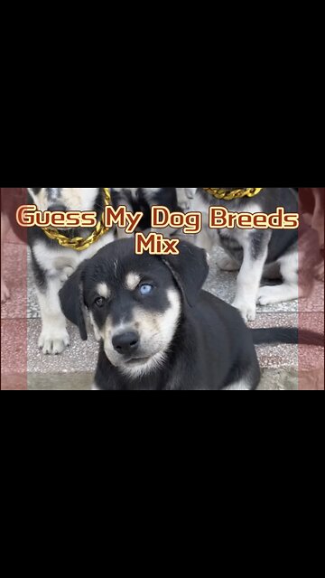 Guess the dog breeds | Funniest Animal videos