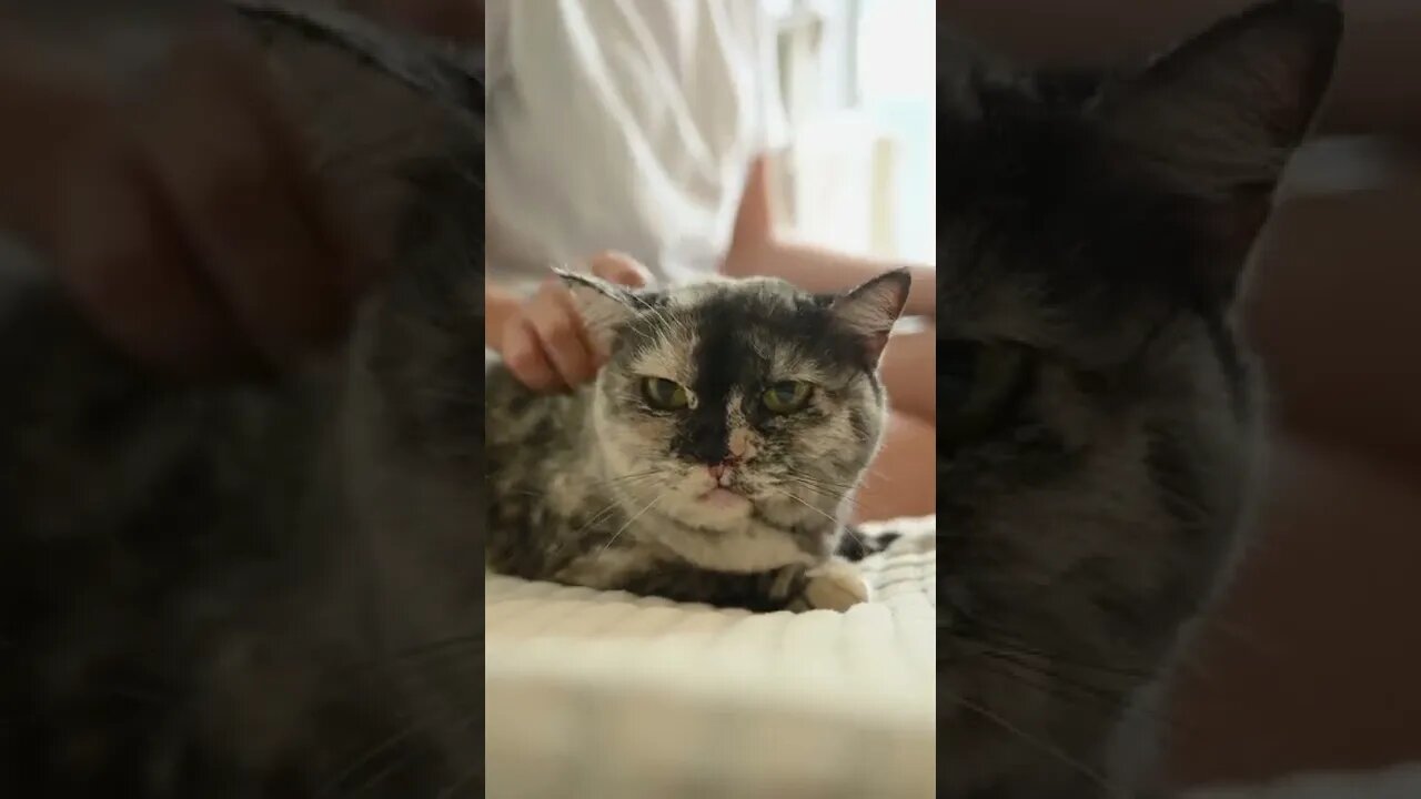 KUCING LUCU #PART 65
