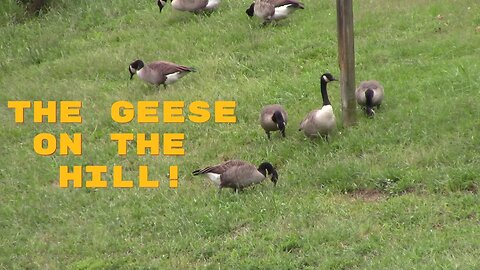 The Geese On The Hill! 🦆